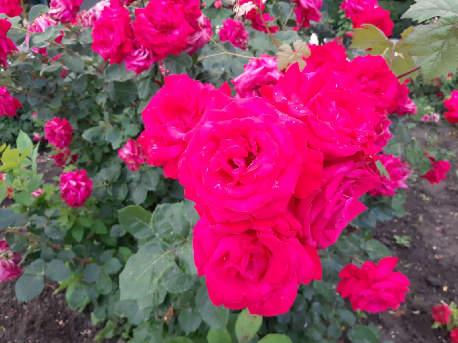 Samsung Galaxy A50 sample photo. Roses, flowers, taganrog photography