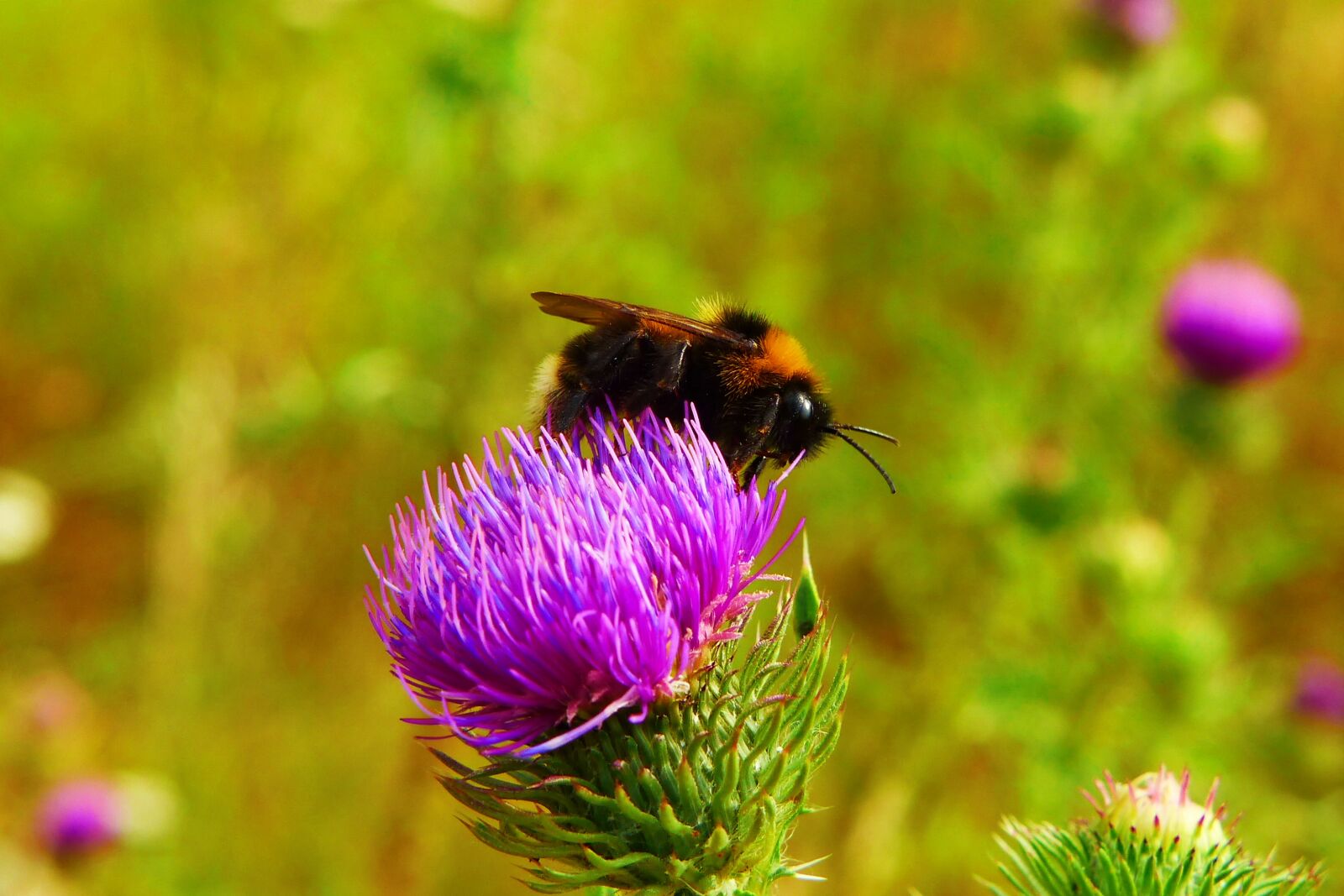 Panasonic Lumix DMC-FZ200 sample photo. Bumblebee gas, pszczo owate photography