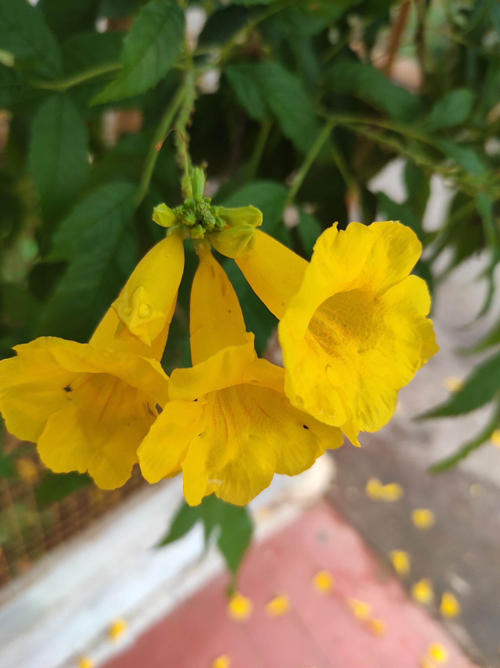 Xiaomi Redmi Note 9 Pro Max sample photo. Flower, bell flower, flower photography
