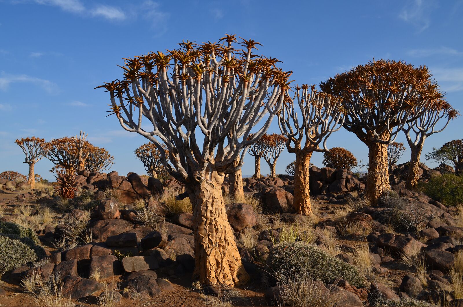 Nikon D5100 sample photo. Quiver tree, africa, namibia photography