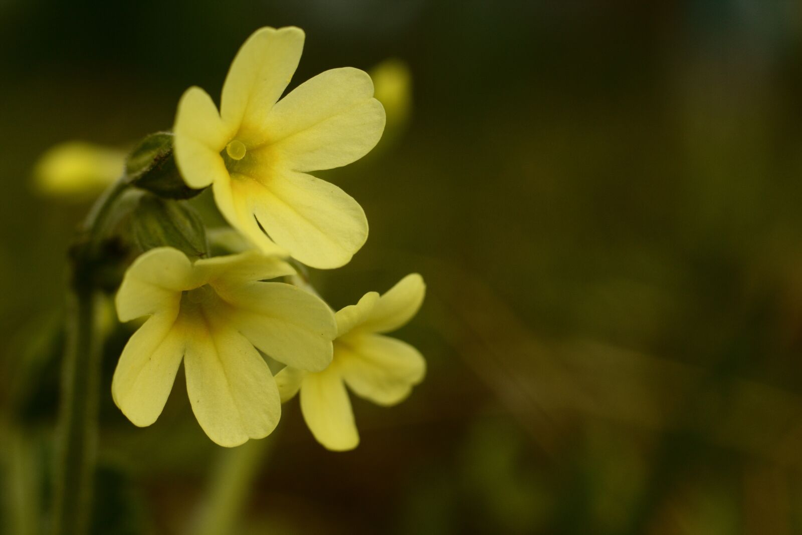 Canon EOS 700D (EOS Rebel T5i / EOS Kiss X7i) + Canon EF 50mm F1.8 STM sample photo. Primrose, spring, flowers photography