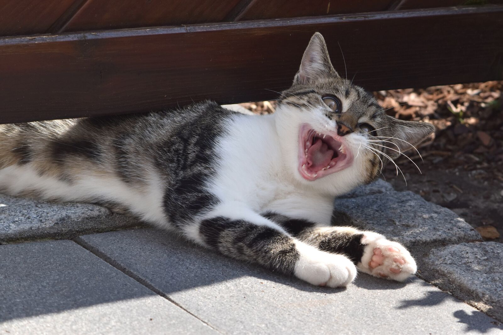 Nikon D5600 sample photo. Cat, young animal, yawns photography