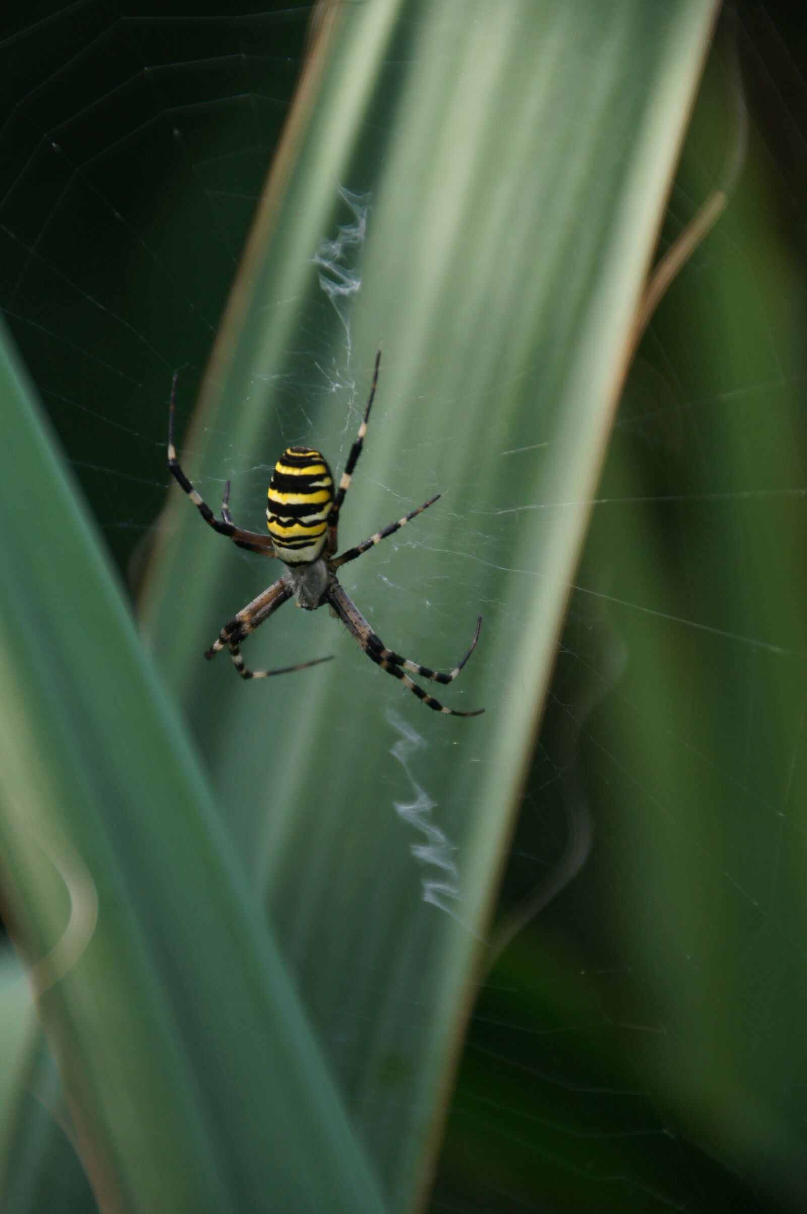 Sony Alpha DSLR-A450 sample photo. Wasp spider, tiger spider photography