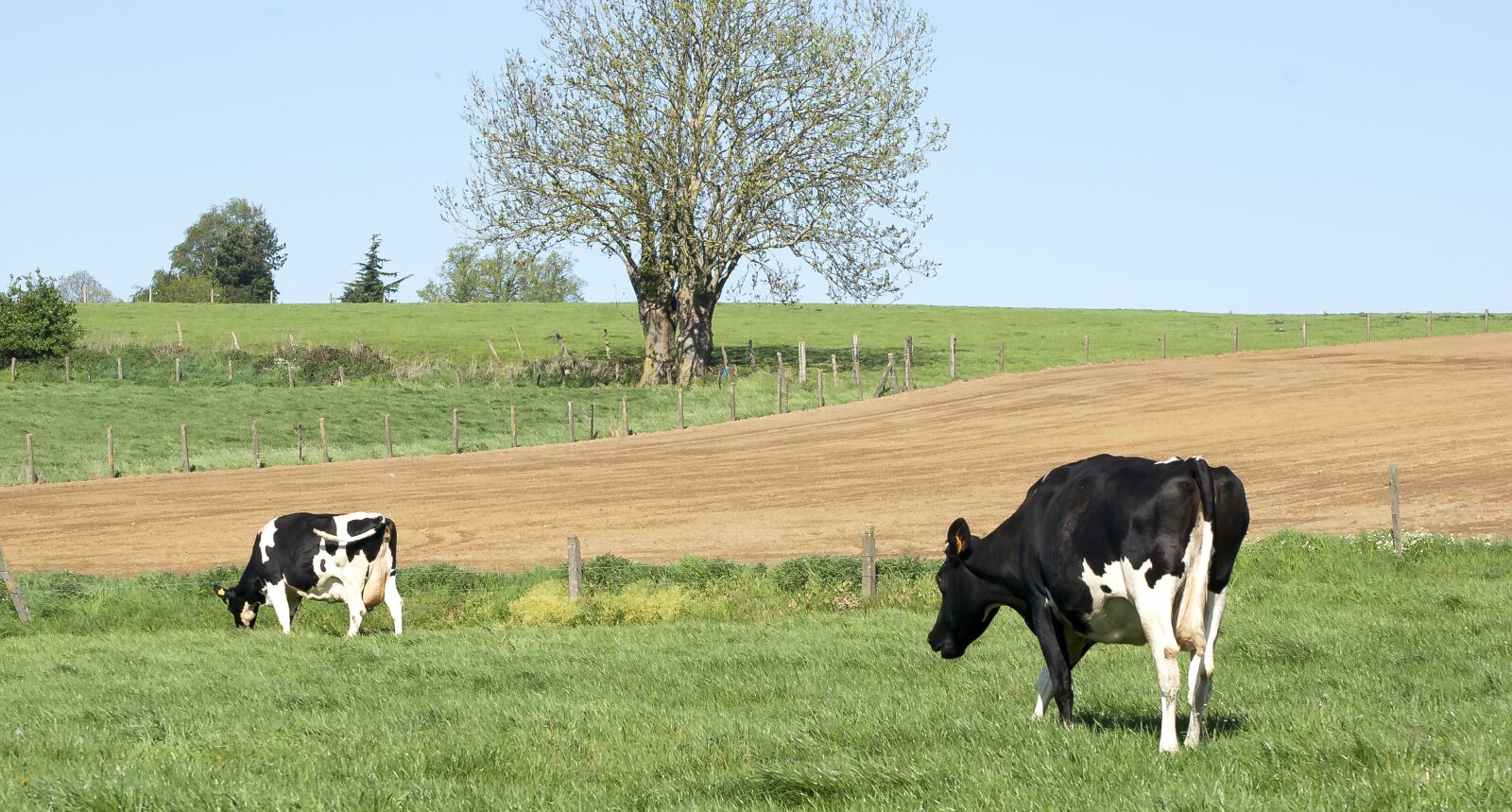 Nikon D80 sample photo. Cows, grazing, ruminating photography
