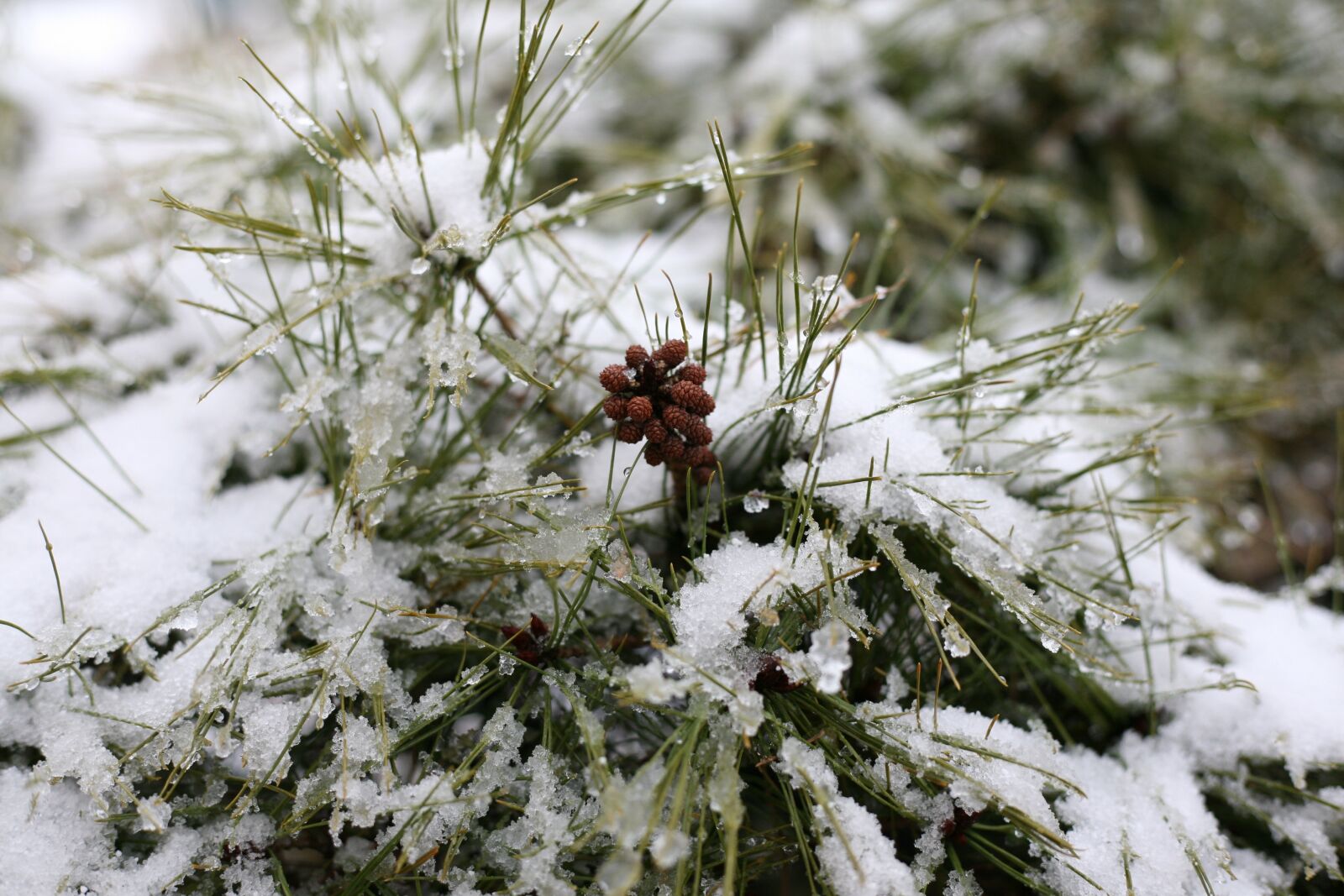 Canon EOS 5D sample photo. Pine, solgaji, winter photography