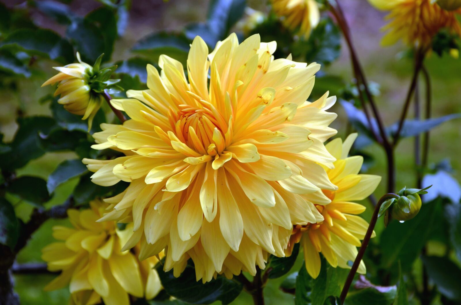 Nikon D5100 sample photo. Yellow flower, haulm, leaf photography