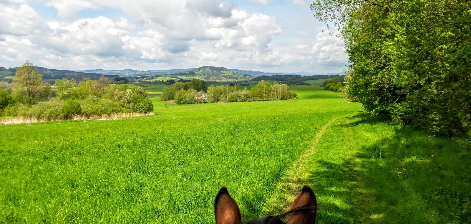 Samsung Galaxy S4 Zoom sample photo. Meadow, landscape, horse photography