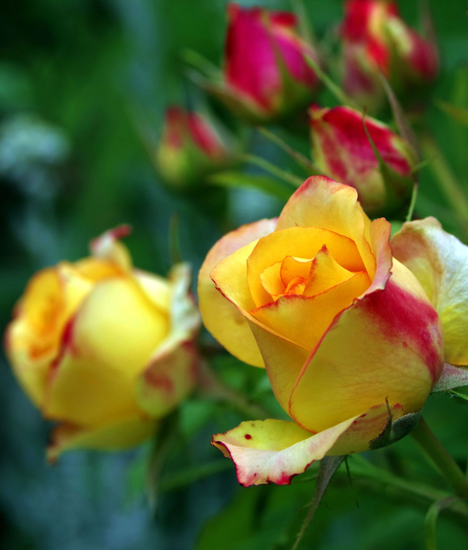 Pentax K-S2 sample photo. Rose tea, rose, orange photography