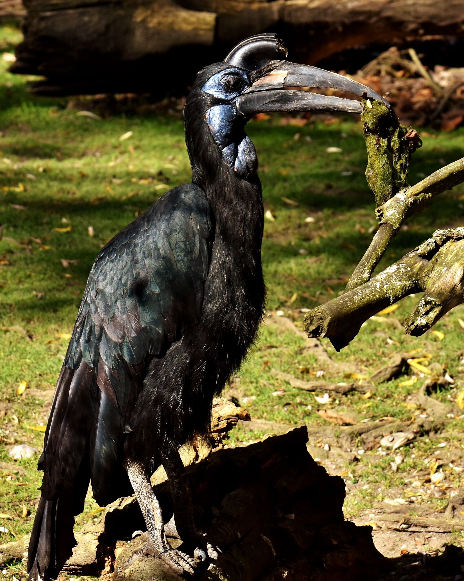 Nikon D7200 sample photo. Ground-hornbill, bird, plumage photography