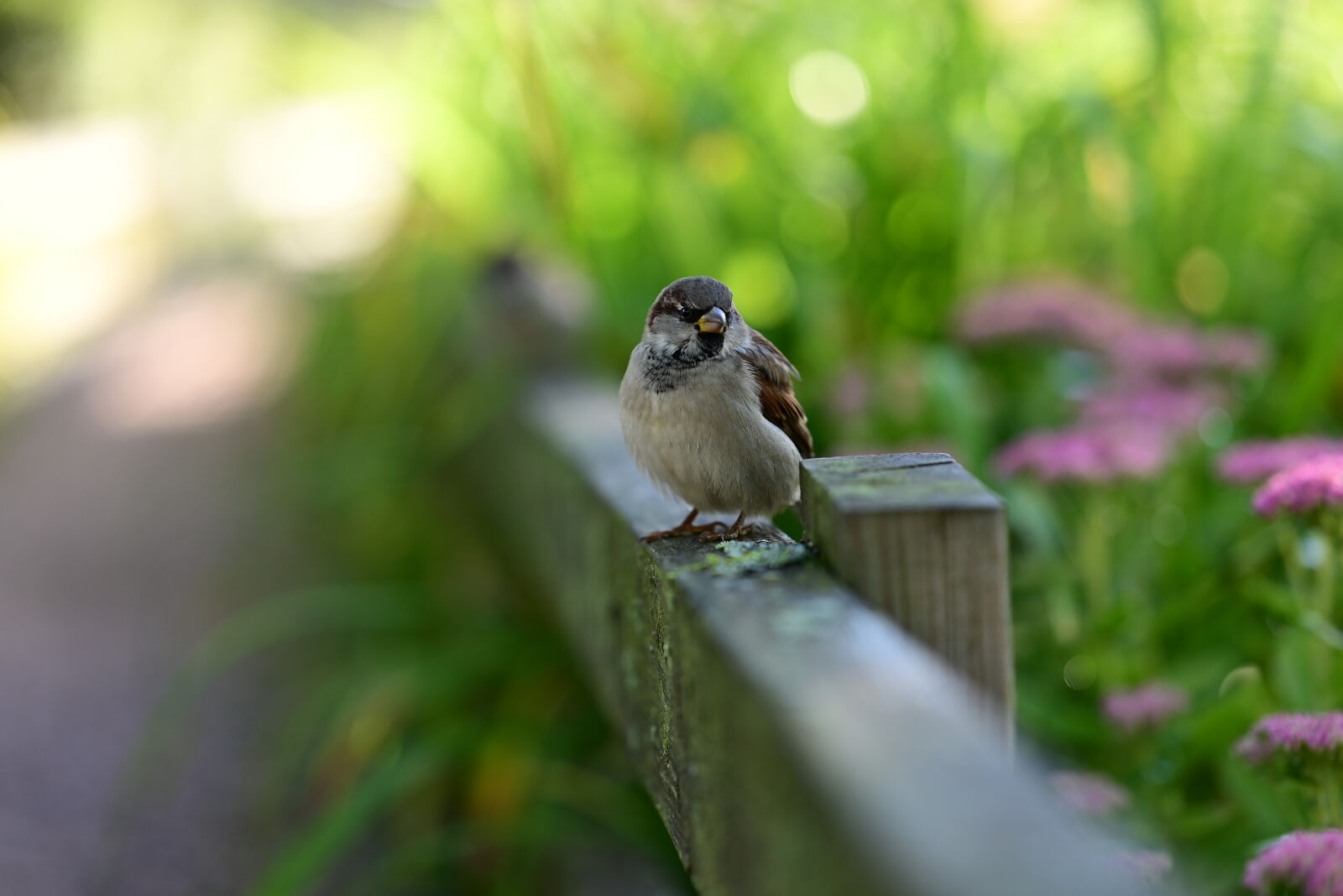 Nikon Z5 sample photo. Curious sparrow photography