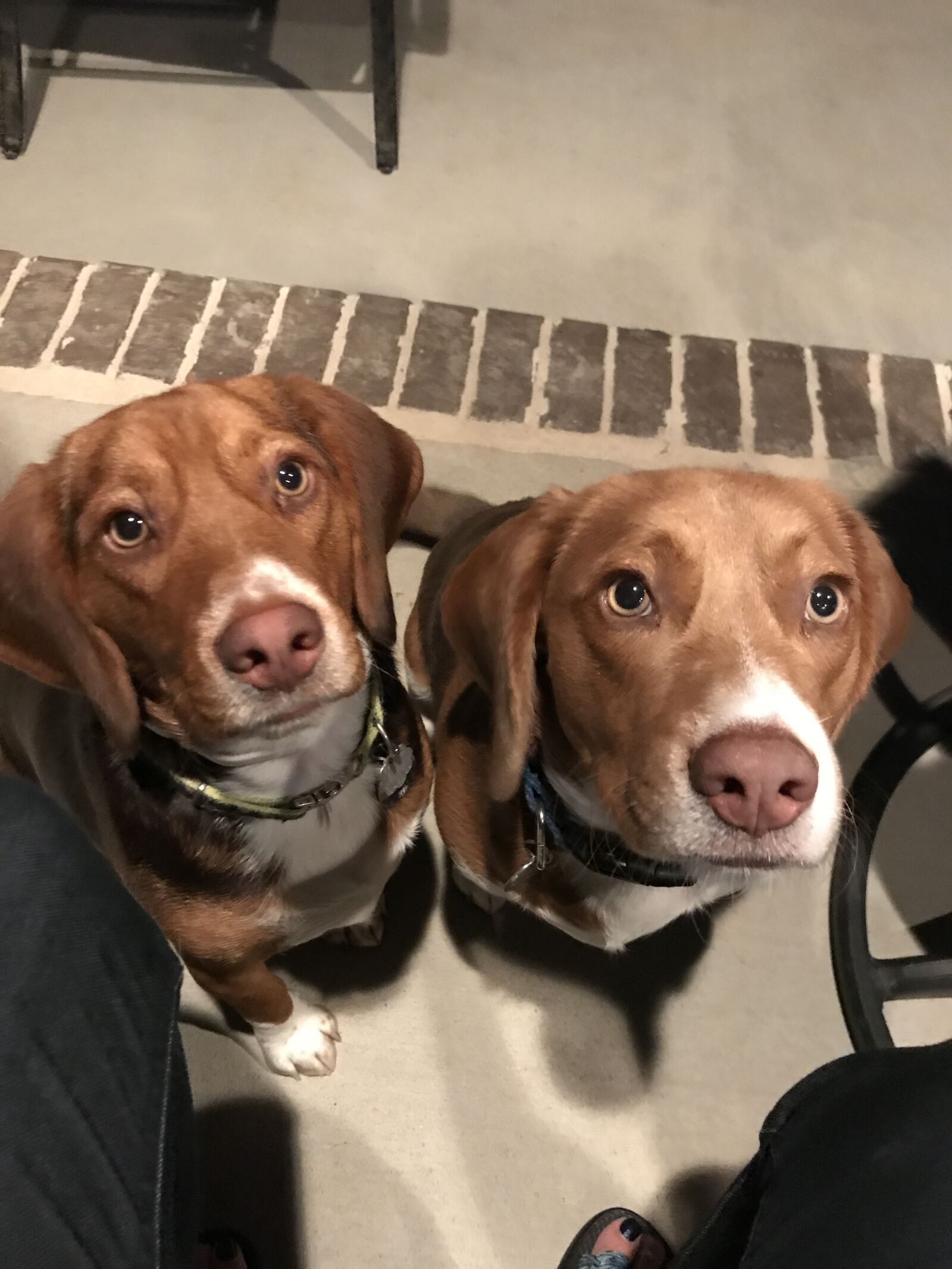 iPhone 7 back camera 3.99mm f/1.8 sample photo. Dogs, beagles, hungry photography
