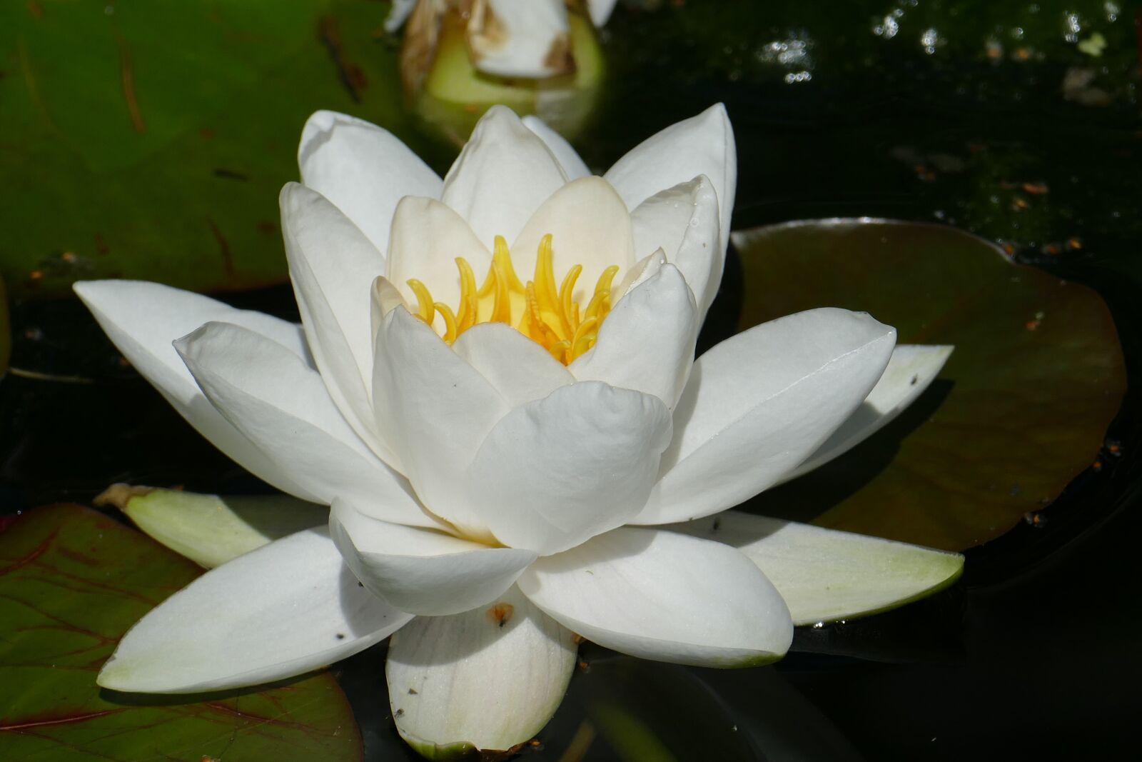 Panasonic Lumix DMC-FZ1000 sample photo. Water lily, blossom, bloom photography