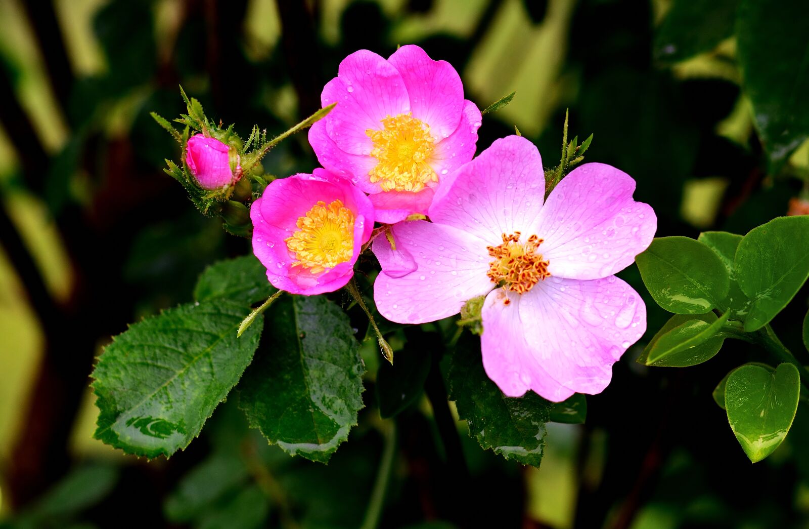 Nikon D5200 sample photo. Wild rose, hedge, blossom photography
