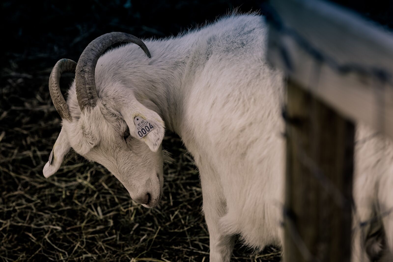 Canon EOS R + Canon EF 135mm F2L USM sample photo. Goat, horns, farm photography