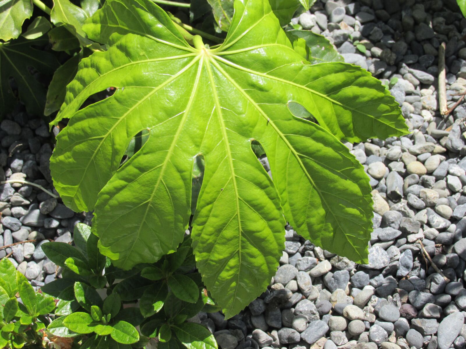 Canon PowerShot SX170 IS sample photo. Plants, garden, nature photography