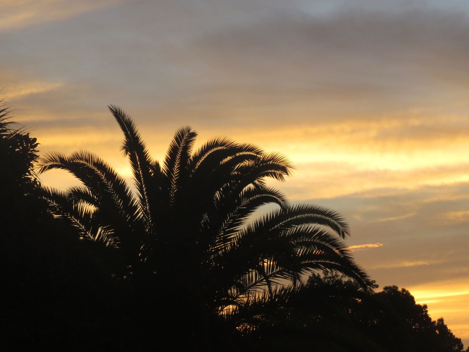 Canon PowerShot SX50 HS sample photo. Florida, sunrise, tropical photography