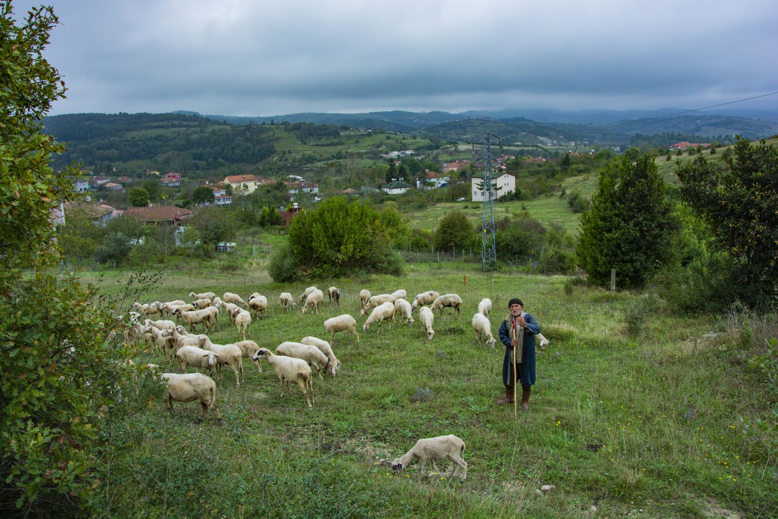 Nikon D5200 sample photo. Nature, sheeps, rural photography