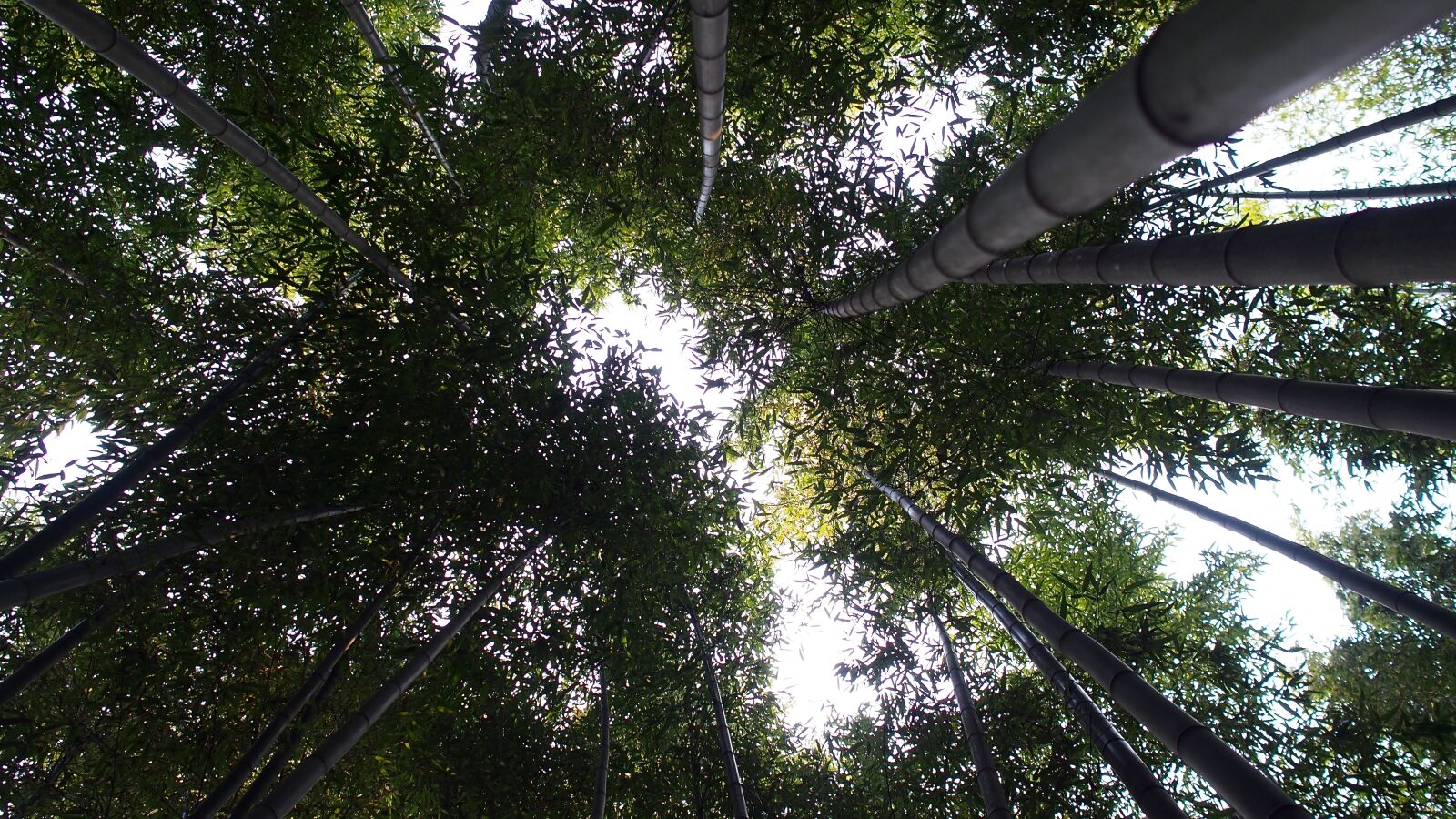 Olympus PEN E-P5 sample photo. Damyang, bamboo, forest photography
