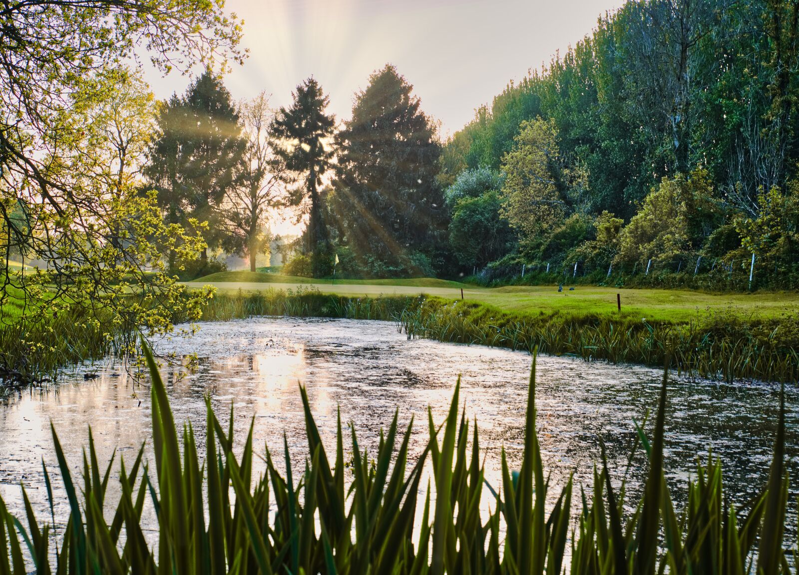 Nikon D610 sample photo. Golf, evening sun, pond photography