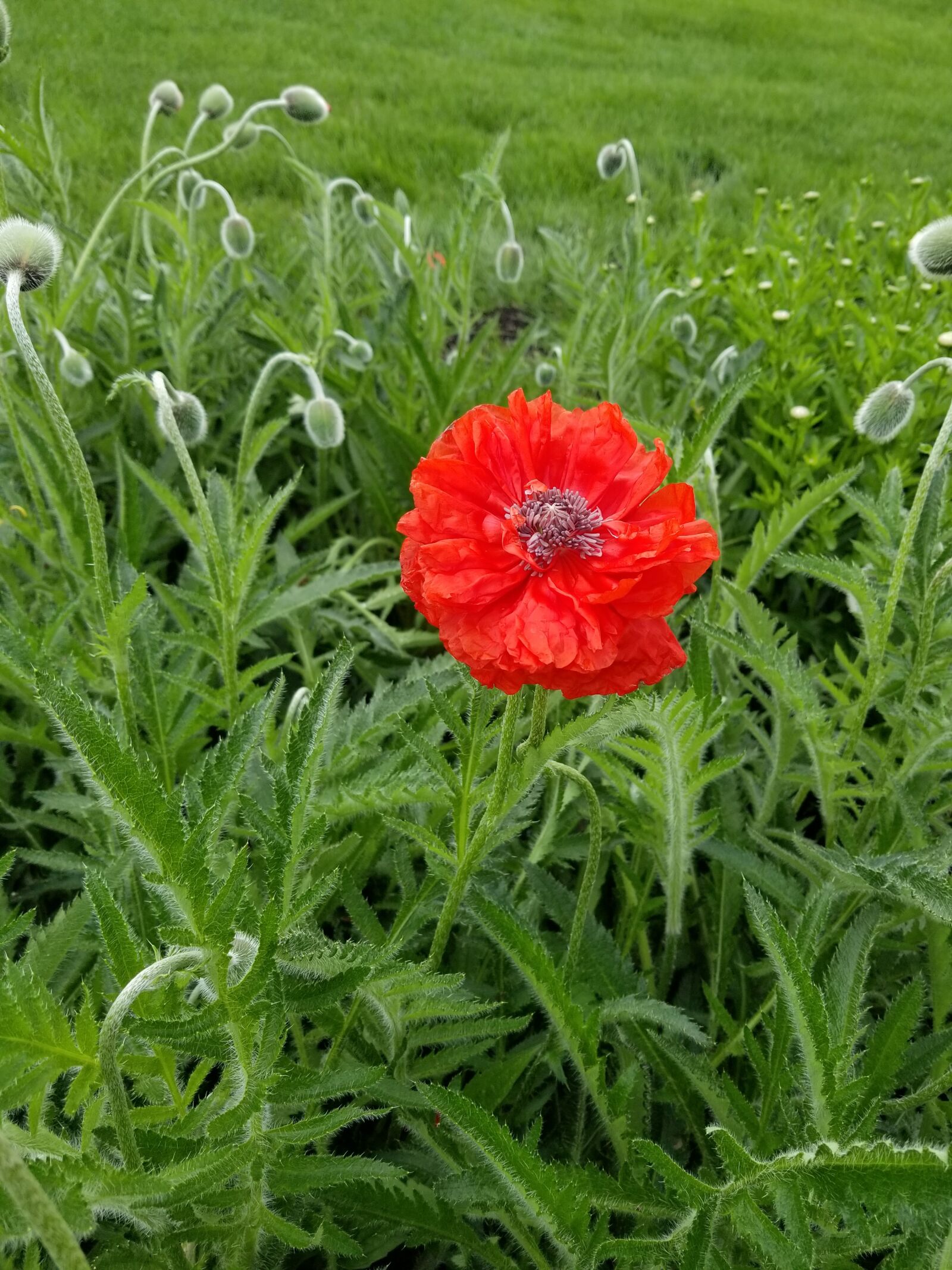 Samsung Galaxy S8 sample photo. Field, nature, summer photography