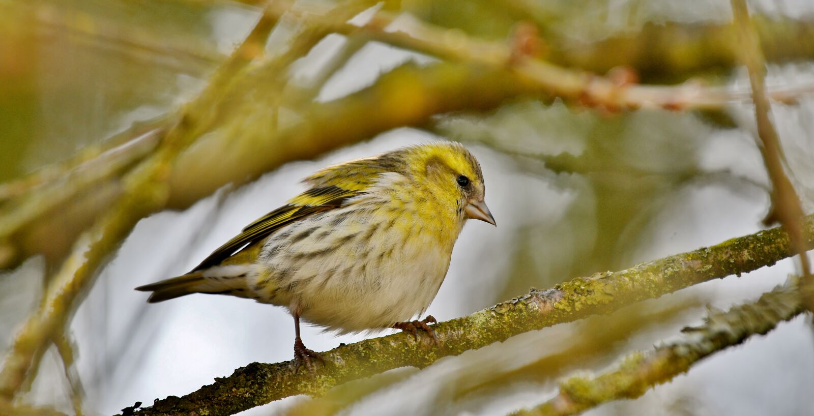 Nikon D500 sample photo. Songbird, spring, bird photography