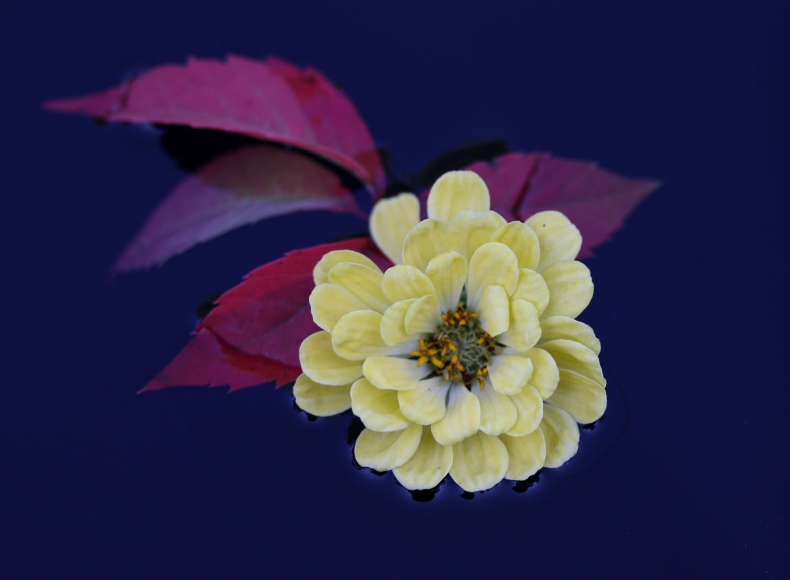 Canon EF-S 60mm F2.8 Macro USM sample photo. Carciumareasa, flower, yellow photography