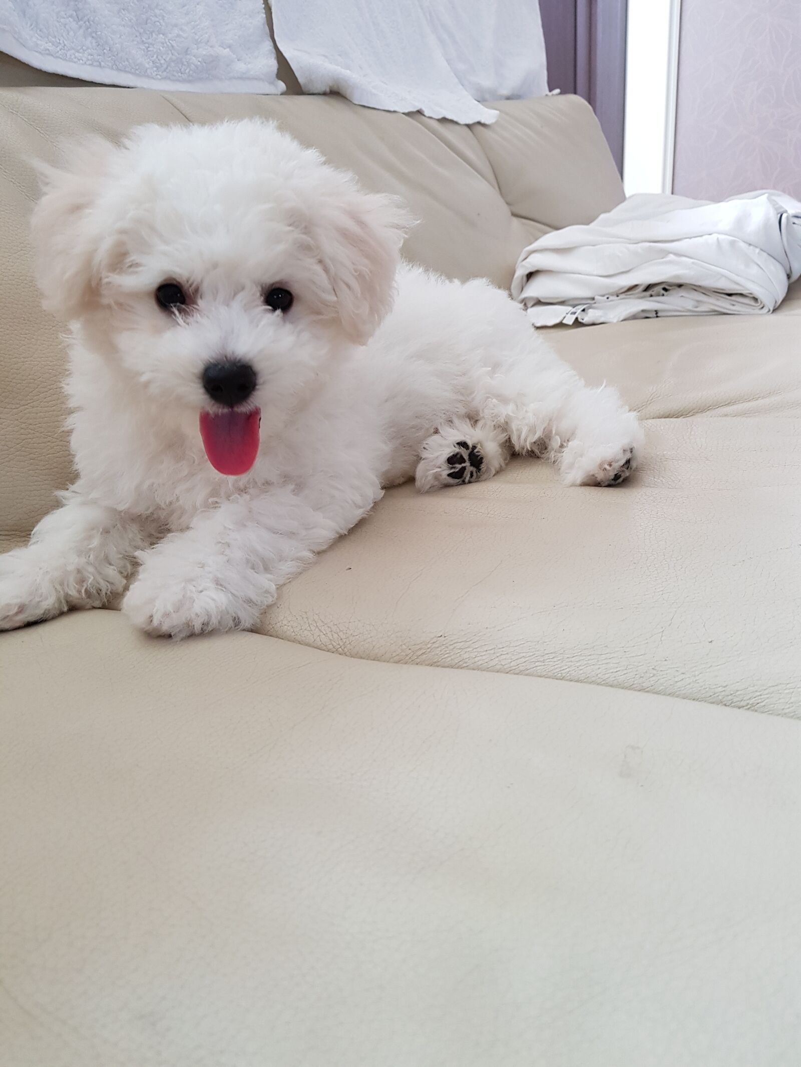 Samsung Galaxy S8+ sample photo. Dog, puppy, animal photography