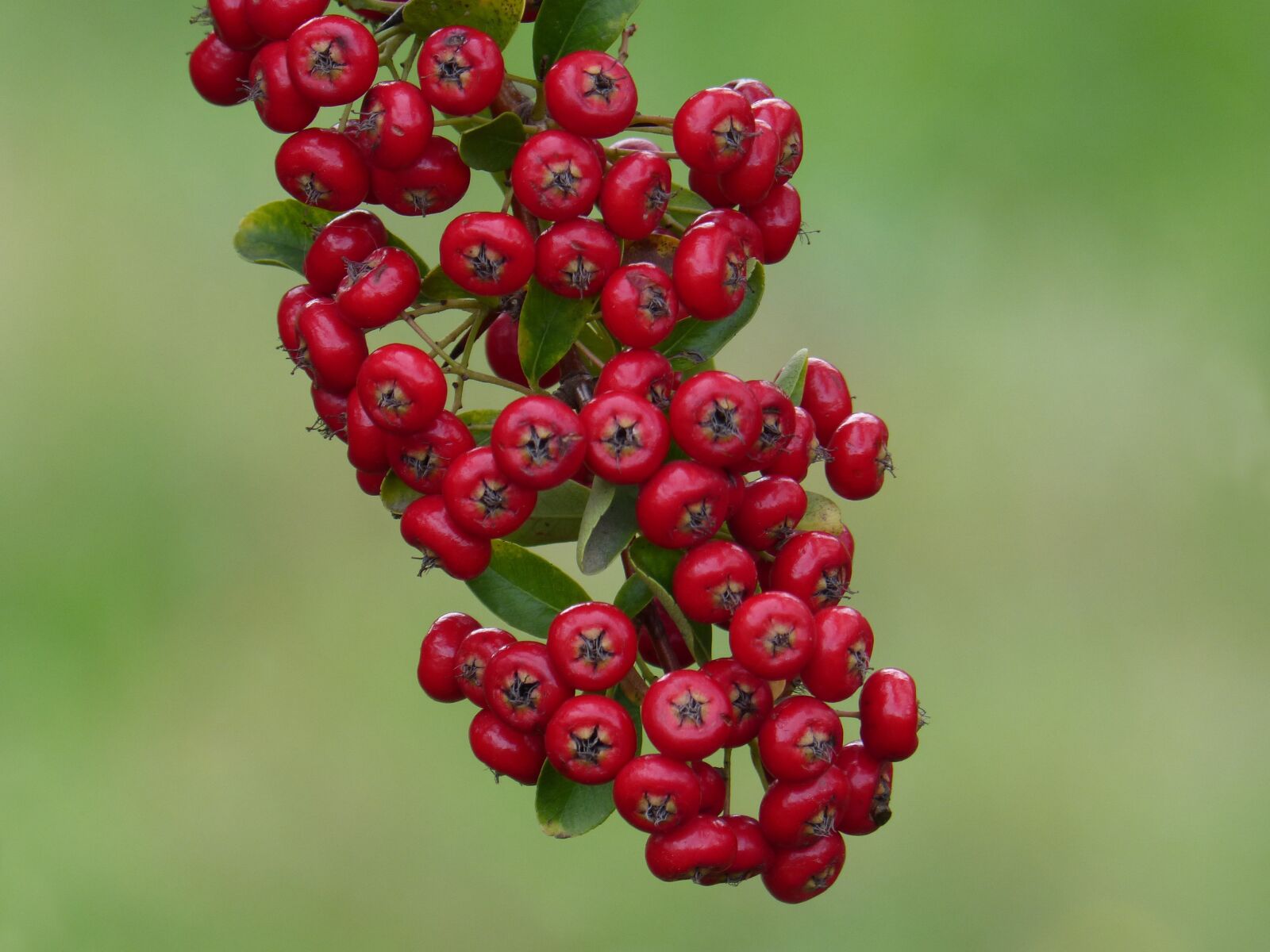 Panasonic DMC-FZ62 sample photo. Berry, red fruits, plant photography