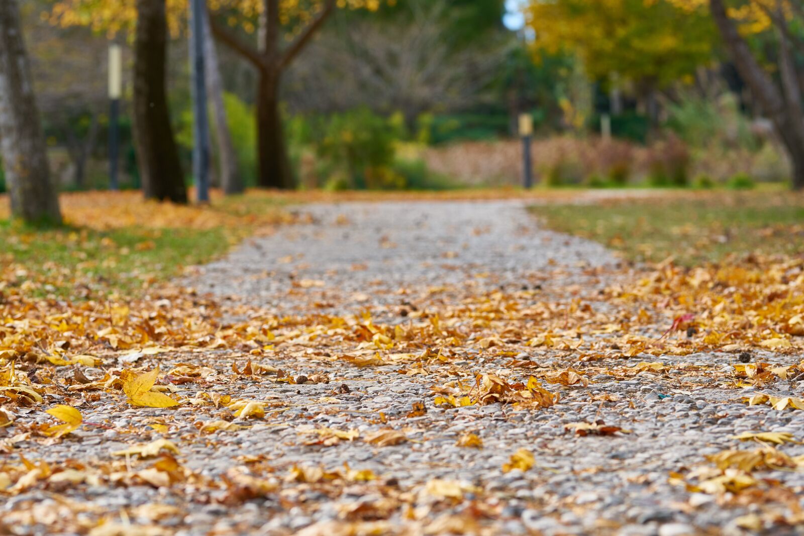 Sigma 85mm F1.4 DG HSM Art sample photo. Autumn, the leaves are photography