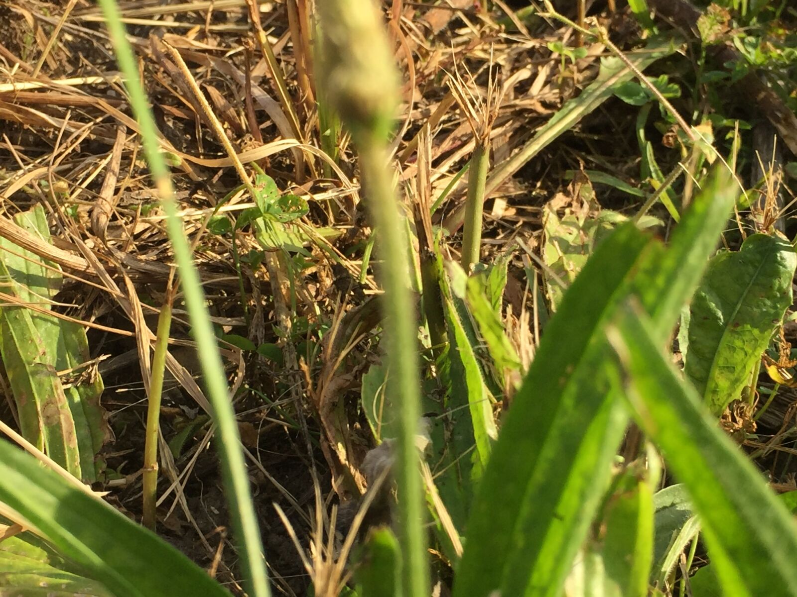 iPhone 6 back camera 4.15mm f/2.2 sample photo