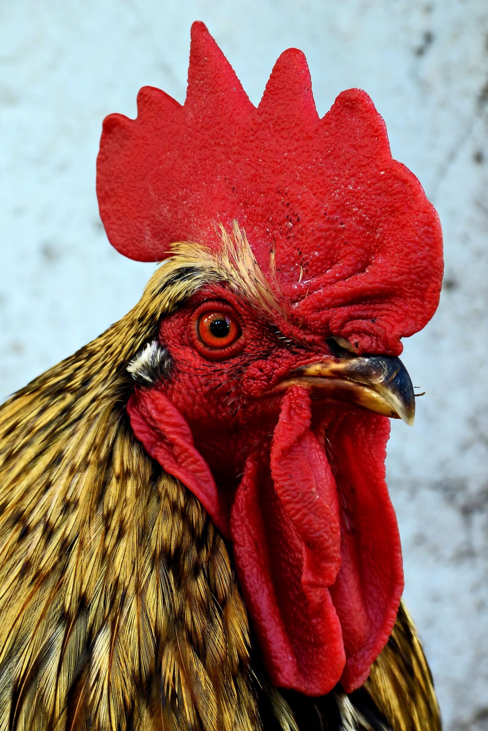 Panasonic Lumix DMC-FZ150 sample photo. Animal, hahn, poultry photography