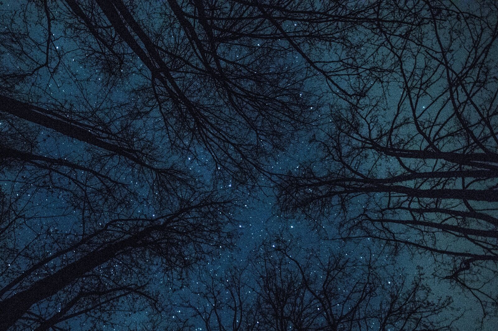 Sony SLT-A57 sample photo. Trees, stars, universe photography