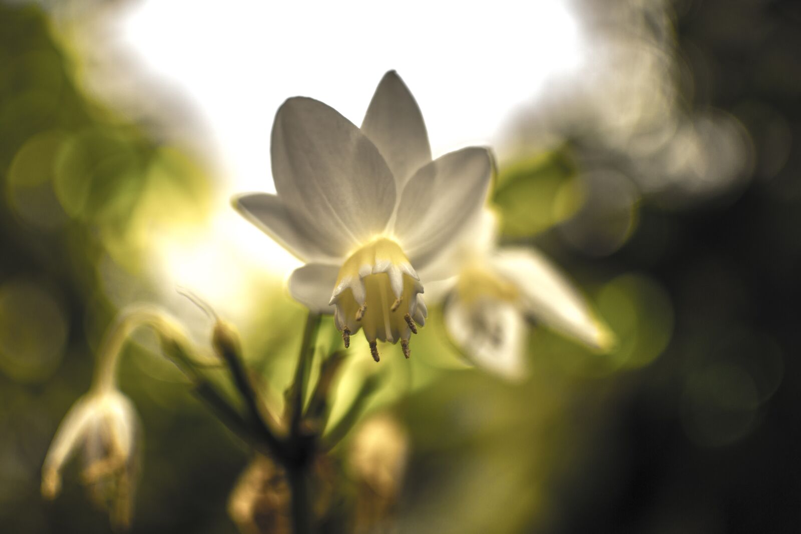 Nikon D3100 sample photo. Flower, yellow, flowers photography