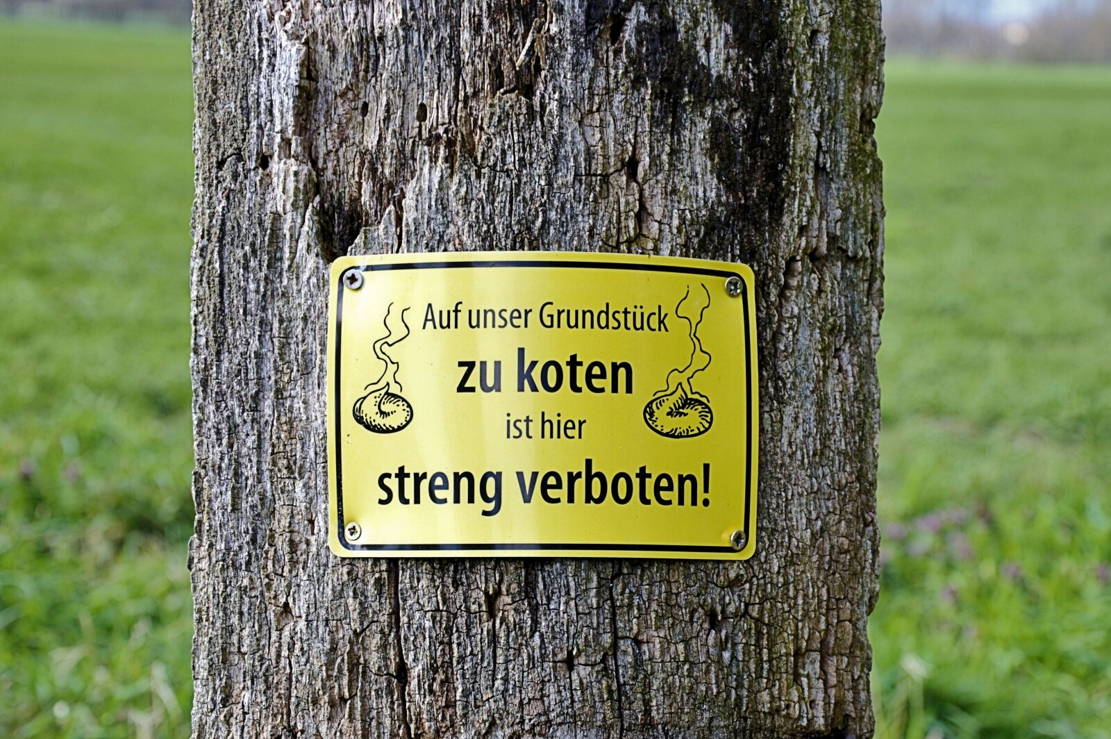 Nikon D3200 sample photo. Tree, shield, funny photography