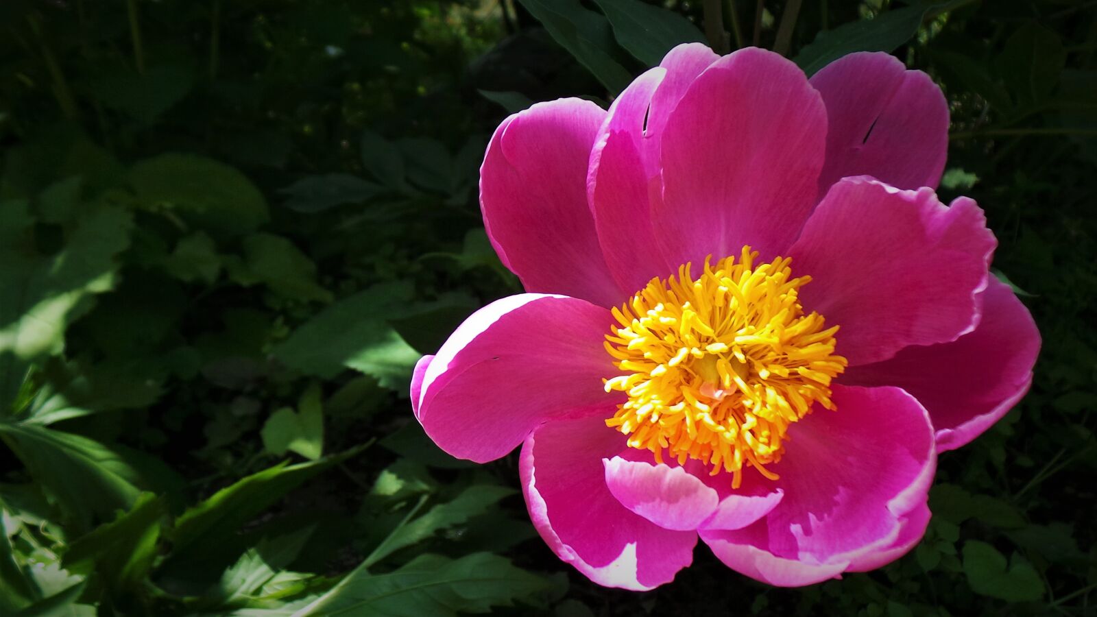 Samsung Galaxy Camera (Wi-Fi) sample photo. Peonies, smile, wildflower photography