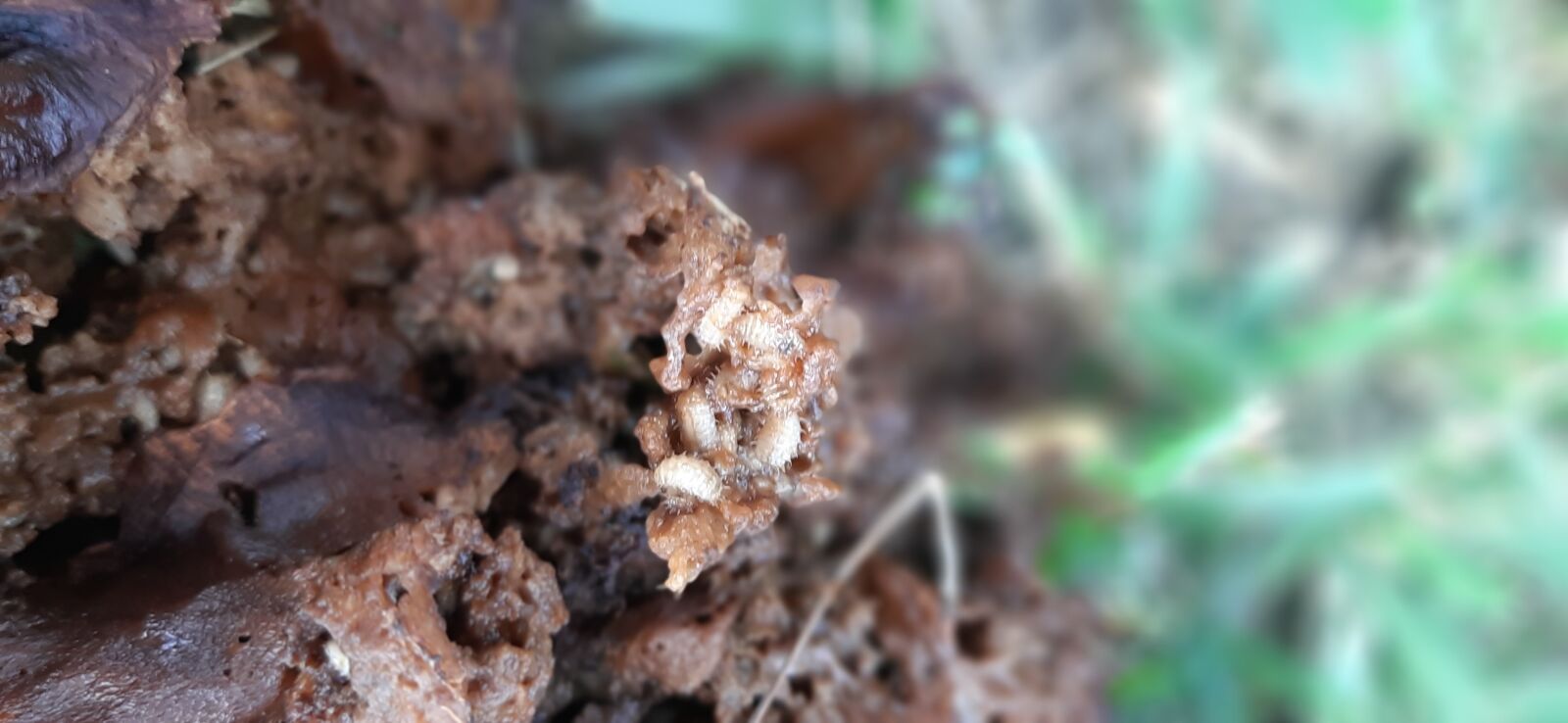 Samsung Galaxy A50 sample photo. Larva, alive, dead photography