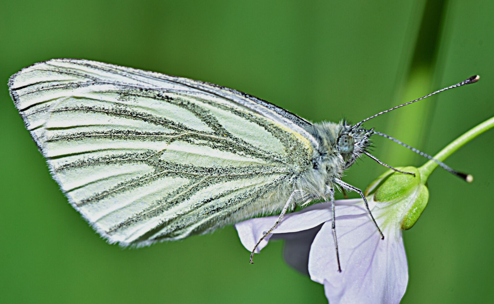 Nikon D5300 sample photo. Nature, butterfly, garden photography