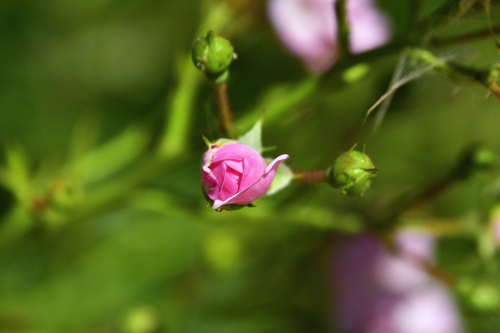 Nikon D7200 sample photo. Plants, garden, flora photography