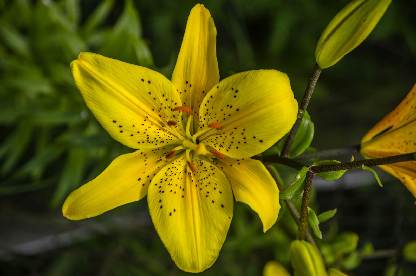 Nikon D7000 sample photo. Lily, flower, yellow photography