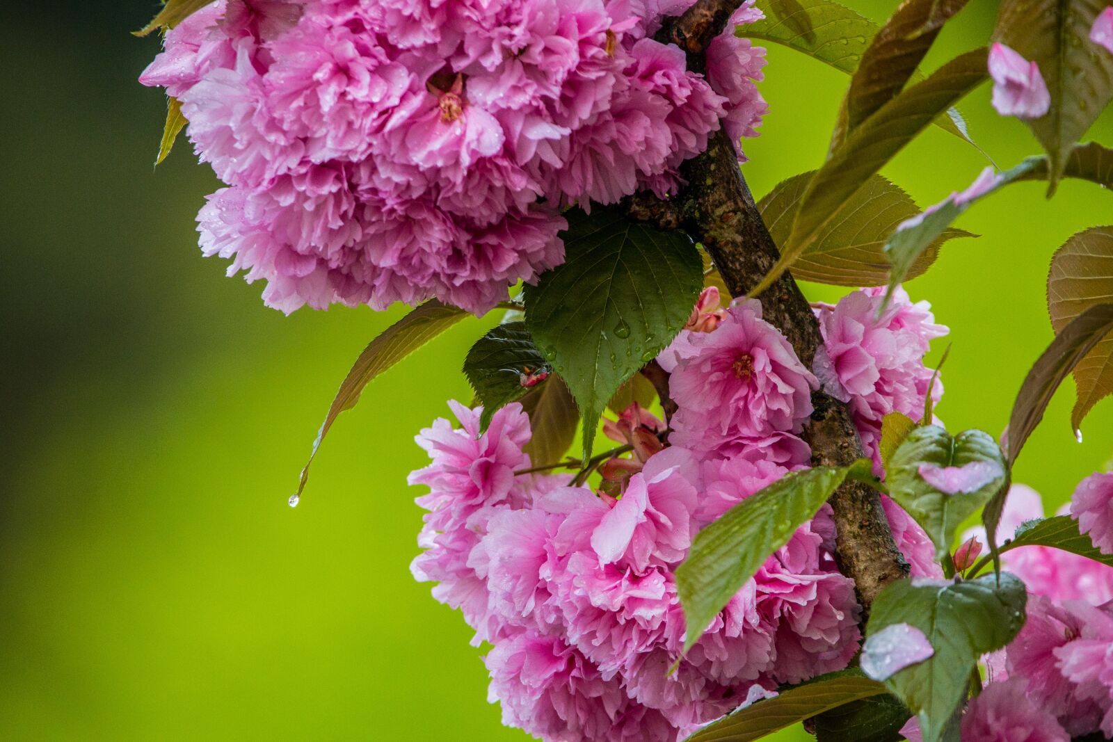 Canon EOS 70D + 150-600mm F5-6.3 DG OS HSM | Contemporary 015 sample photo. Cherry blossom in the photography