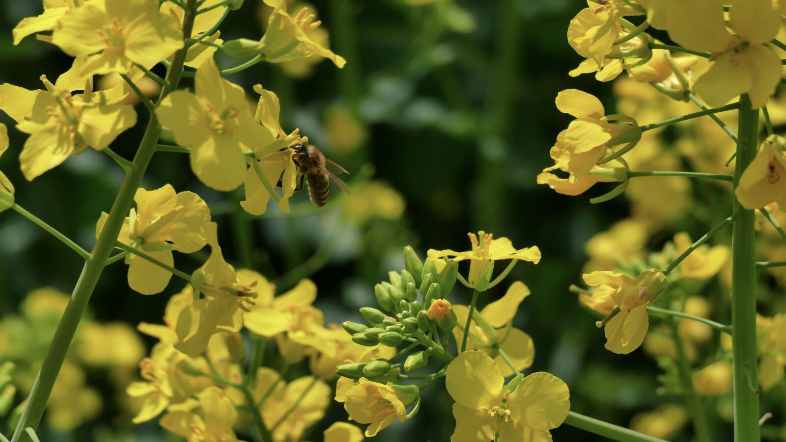 Panasonic Lumix DMC-FZ1000 sample photo. Rapeseed, oil, flowers photography