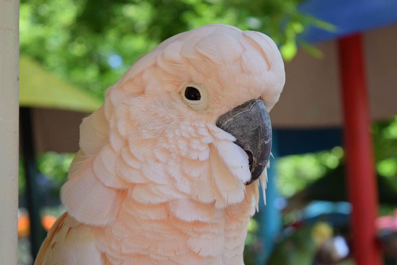 Nikon D3300 sample photo. Parrot, pink, bird photography