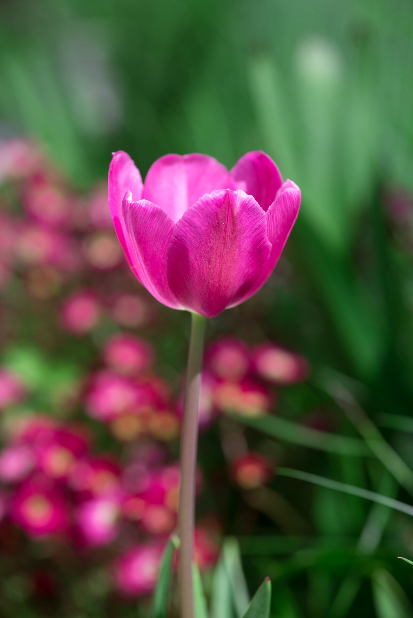 Nikon D750 sample photo. Tulip, pink, flower photography