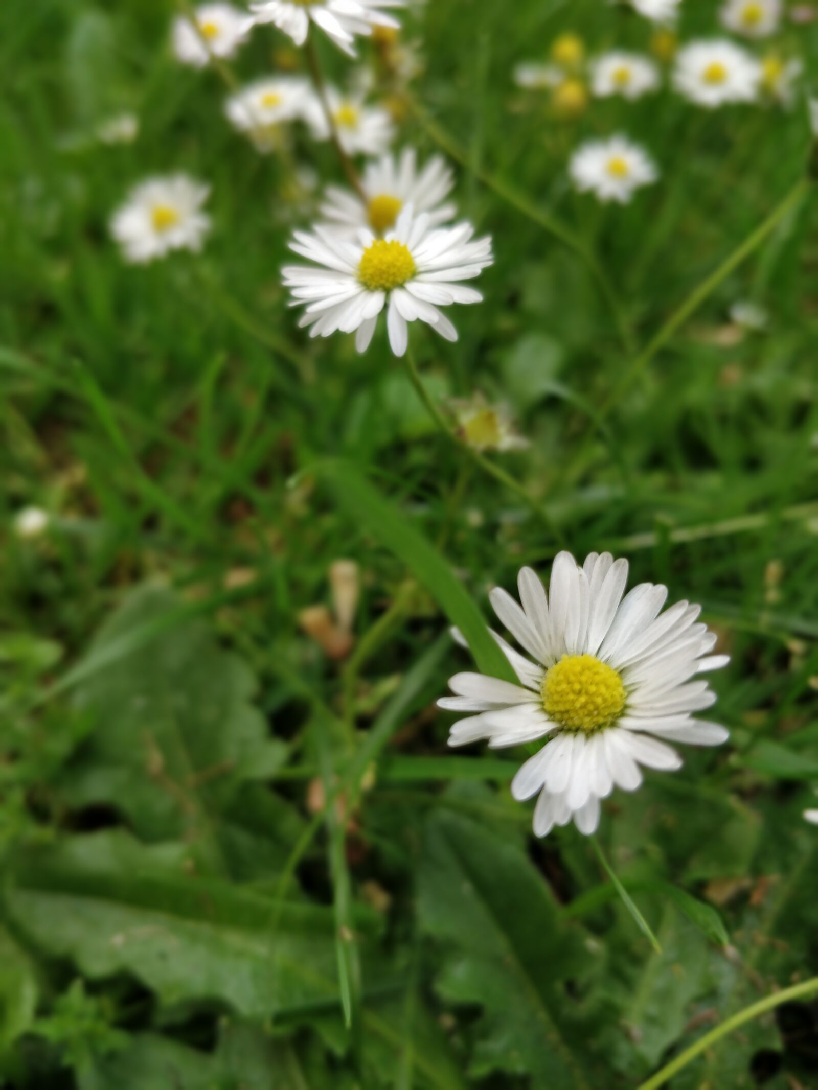 OnePlus 5T sample photo. Daisy, flowers, grass photography