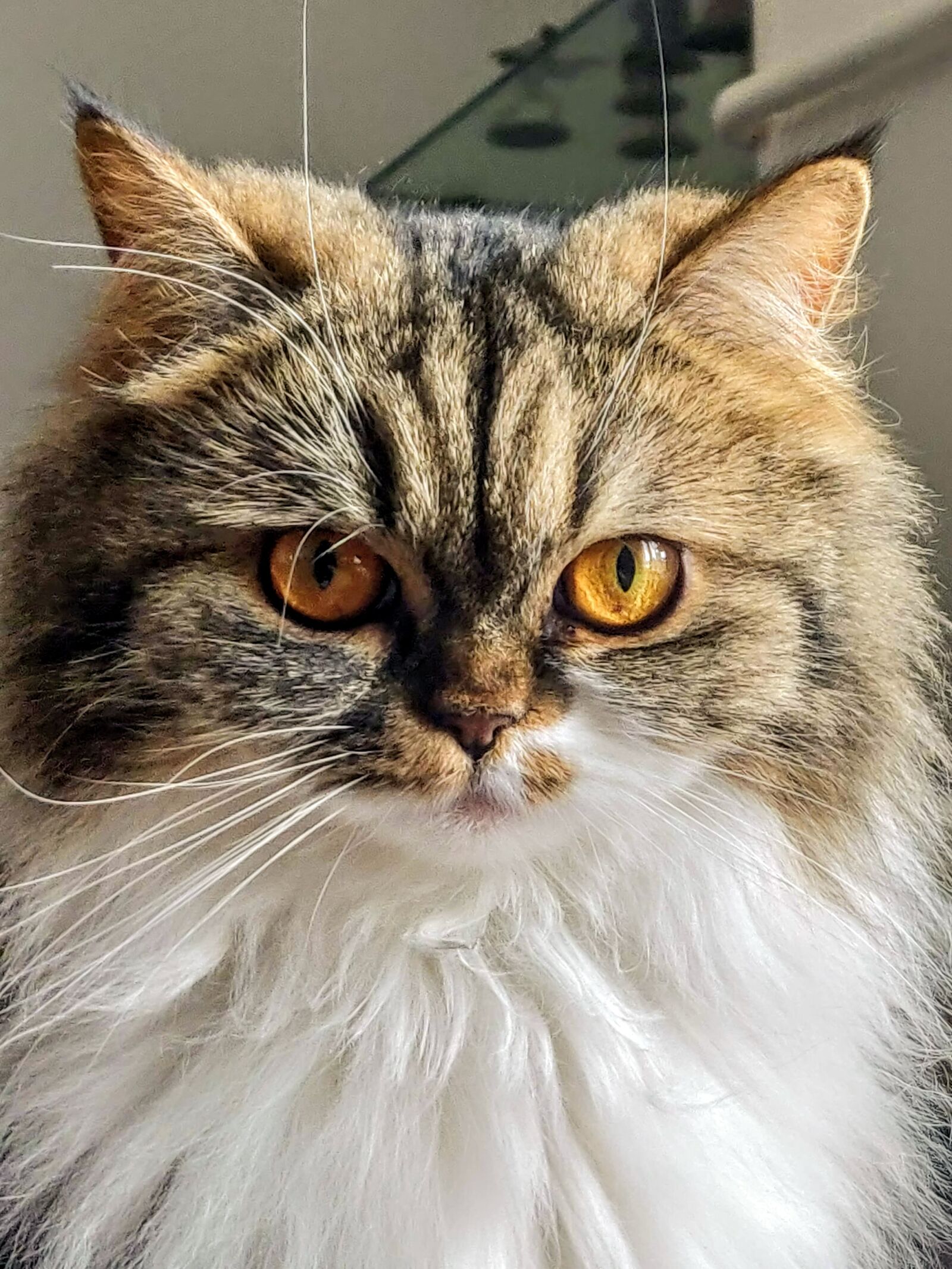 OnePlus 6 sample photo. Cat, feline, eyes photography