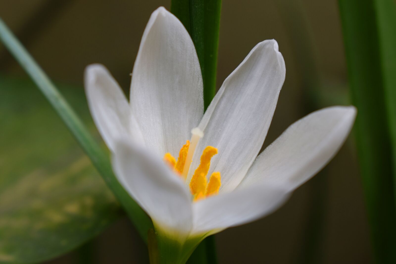 Nikon D5300 sample photo. White flower, bloom, blossom photography