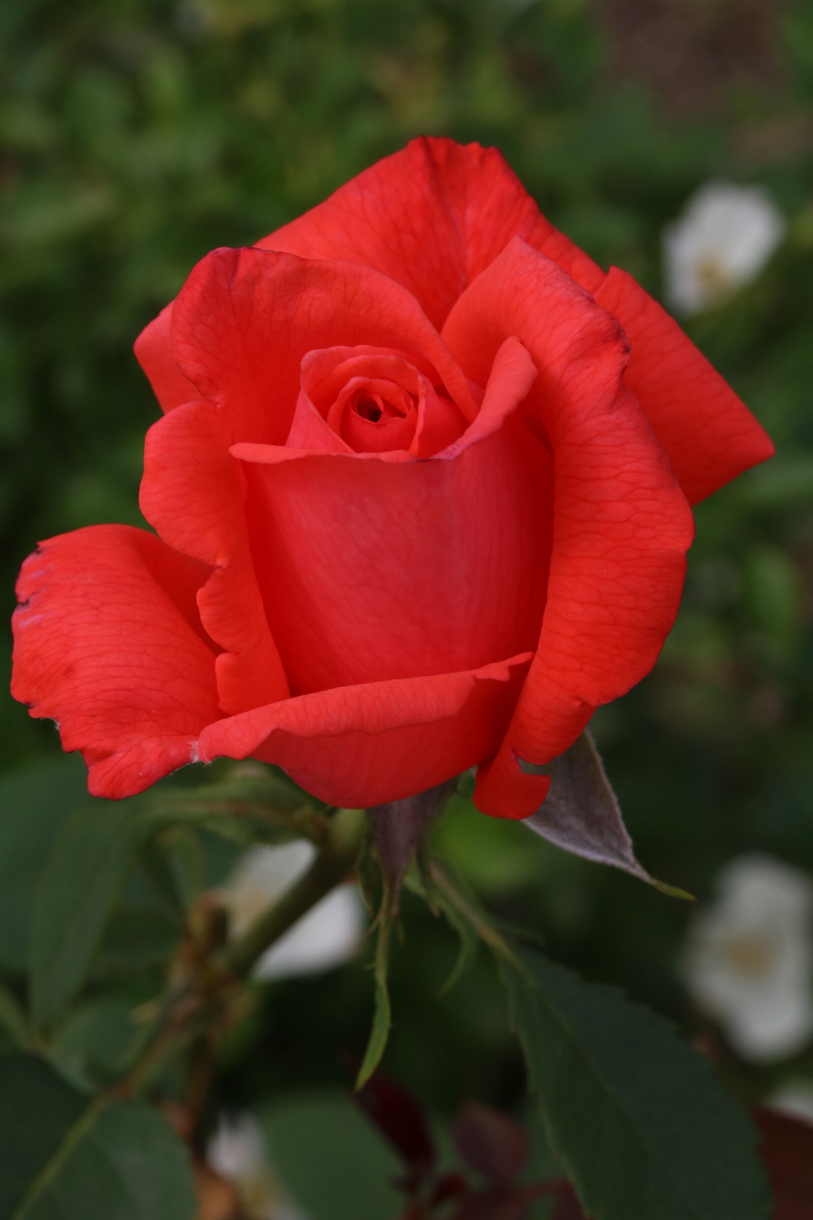 Canon EOS 750D (EOS Rebel T6i / EOS Kiss X8i) sample photo. Rose, flowers, nature photography