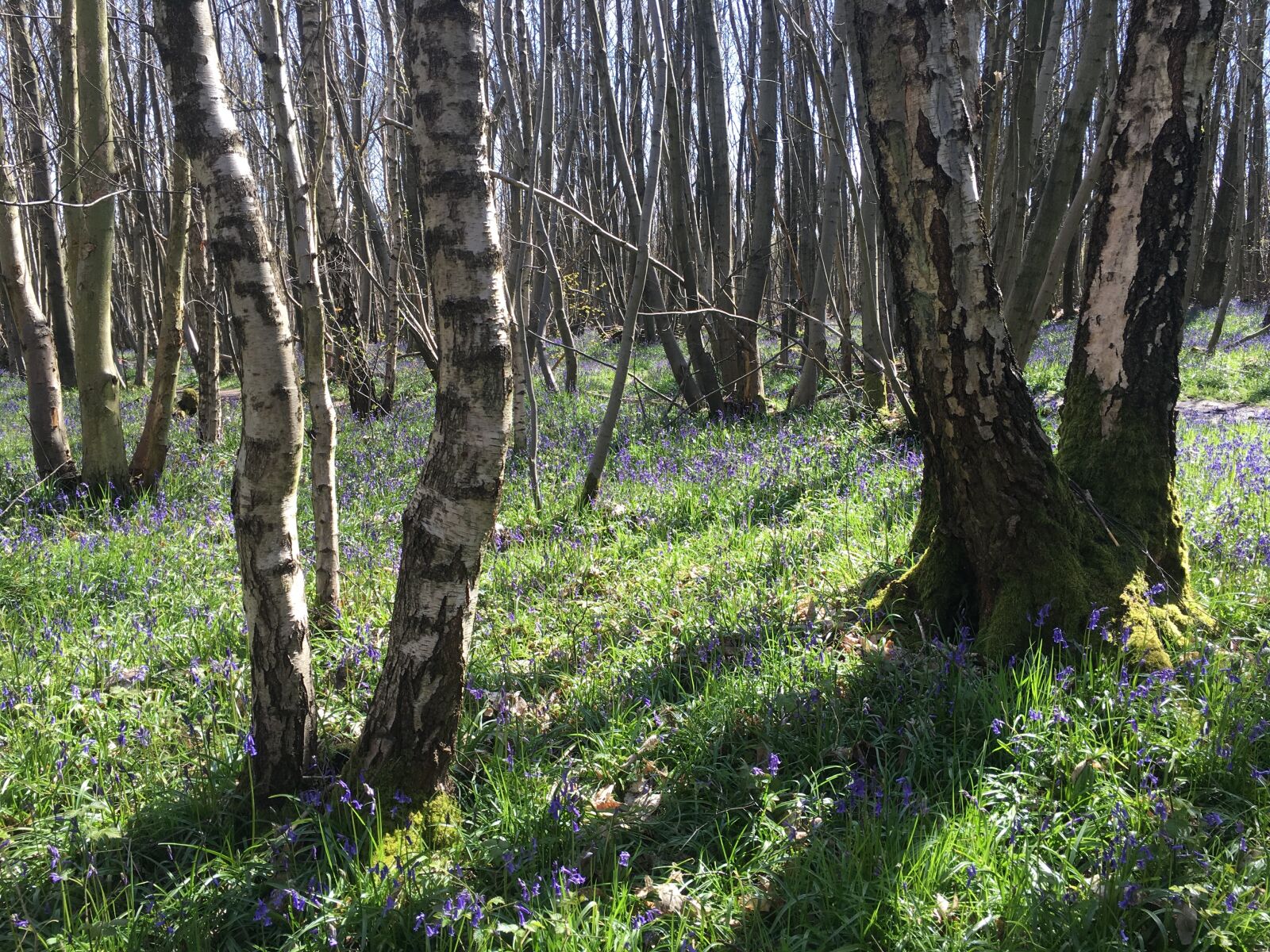 Apple iPhone 6s sample photo. Bluebell woods, woodland, bluebells photography