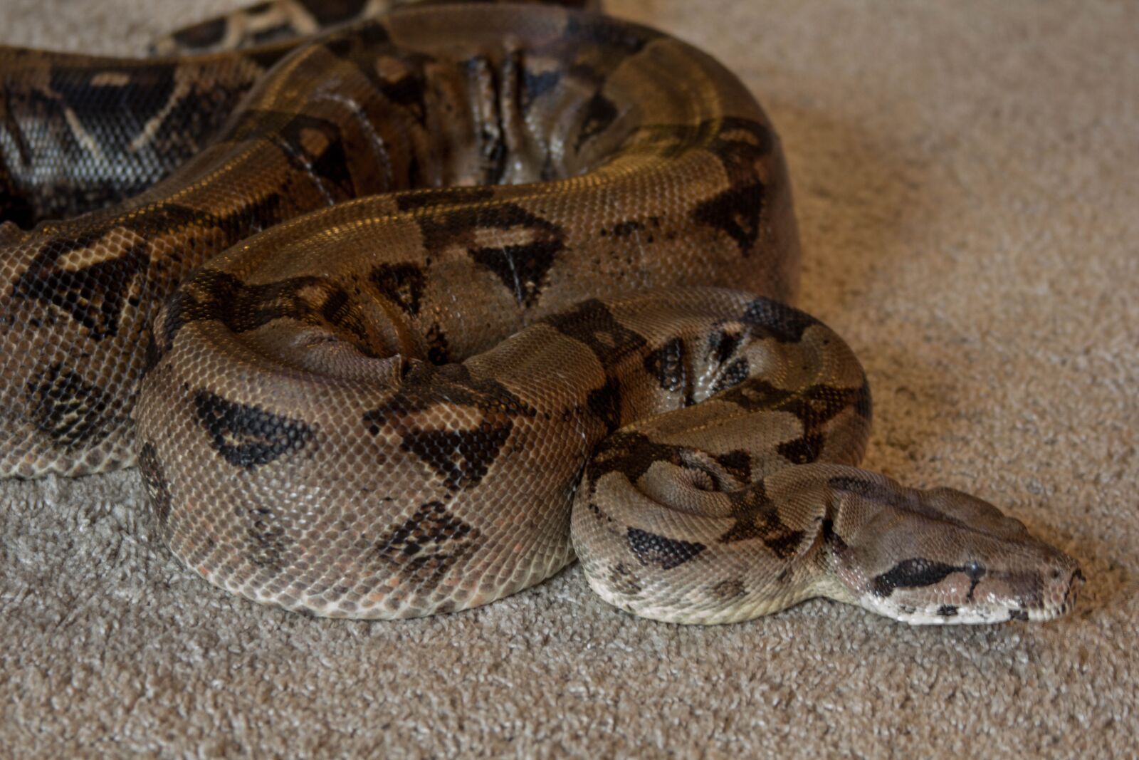 Canon EF 28-135mm F3.5-5.6 IS USM sample photo. Boa, snake, pet photography