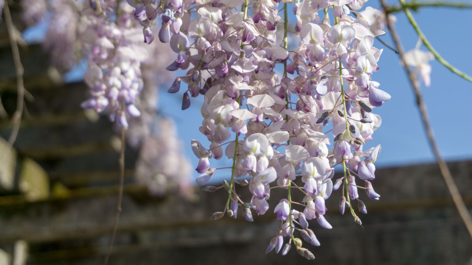 Sony a5100 sample photo. Wisteria rose, flower, nature photography